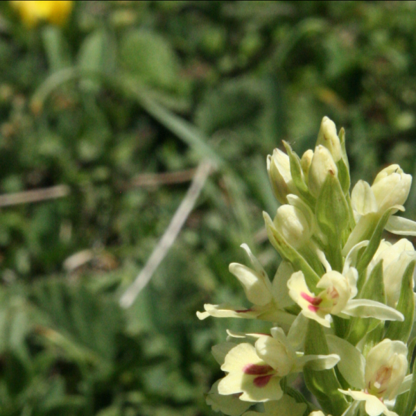 Dactylhoriza insularis bertonii